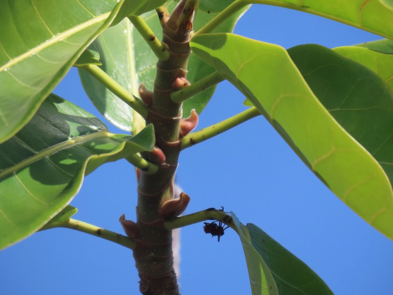Ficus calyptroceras photo 3