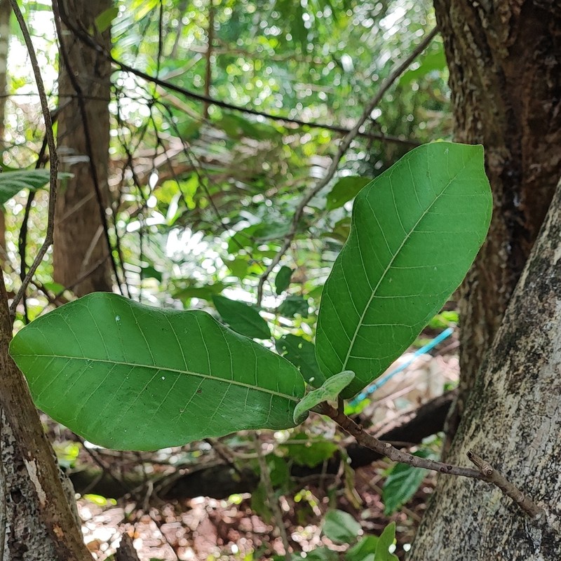 Ficus calyptroceras photo 4