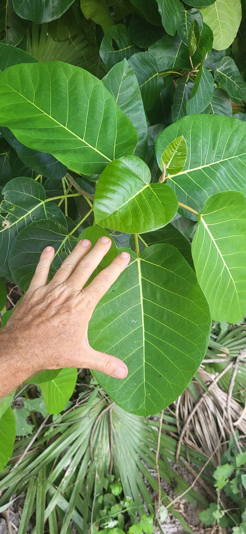 Ficus calyptroceras photo 6