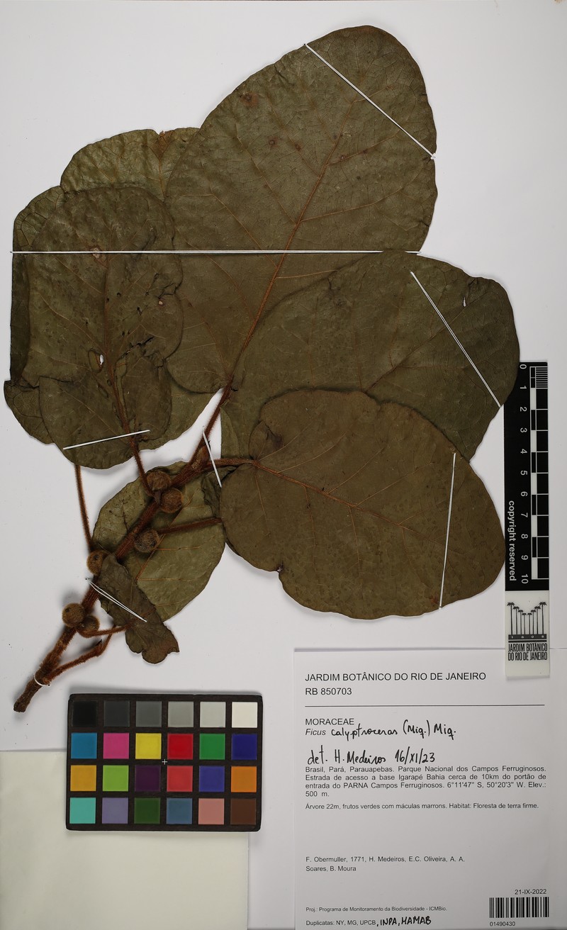 Ficus calyptroceras photo 7
