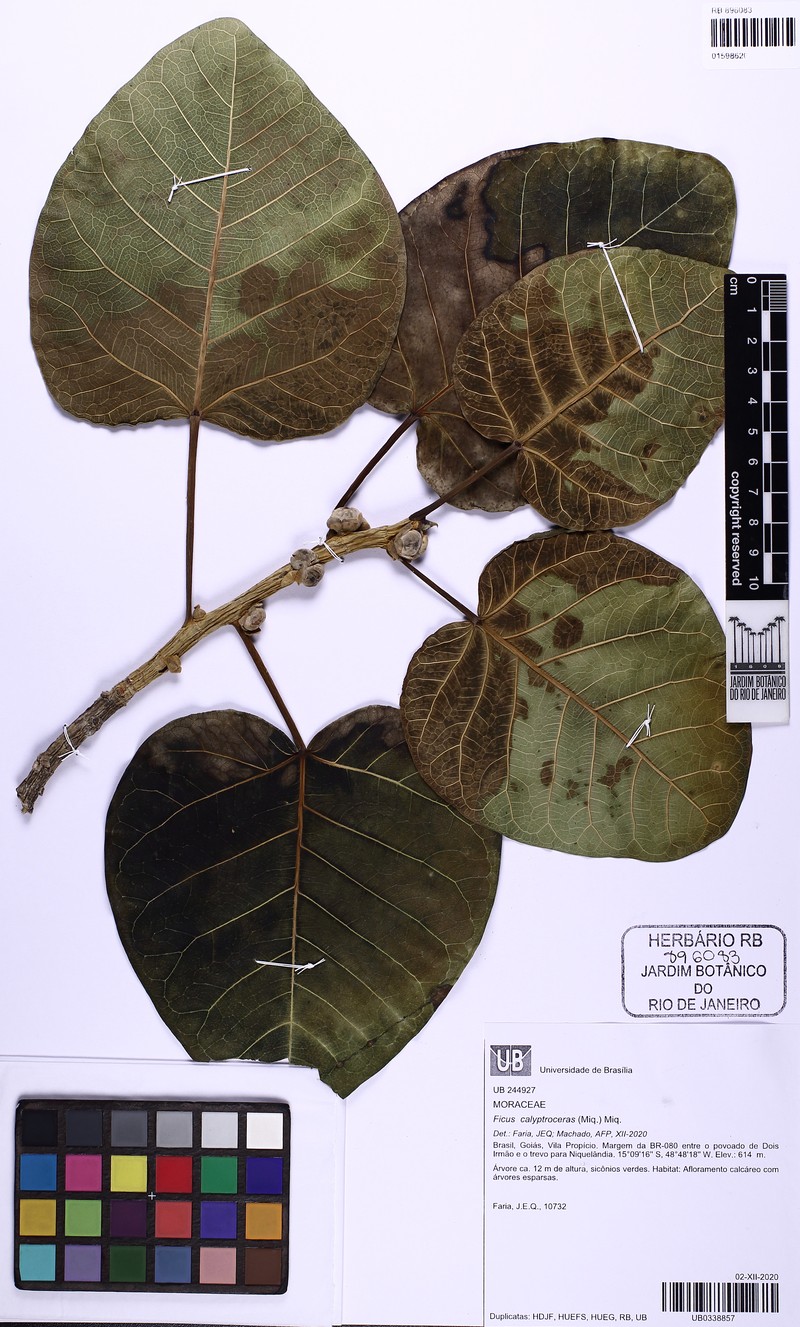 Ficus calyptroceras photo 8