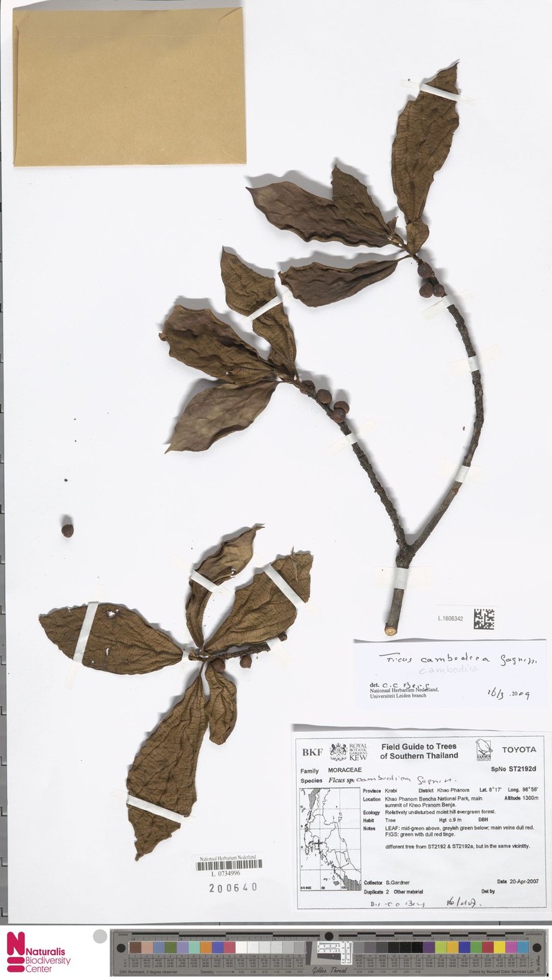 Ficus cambodica