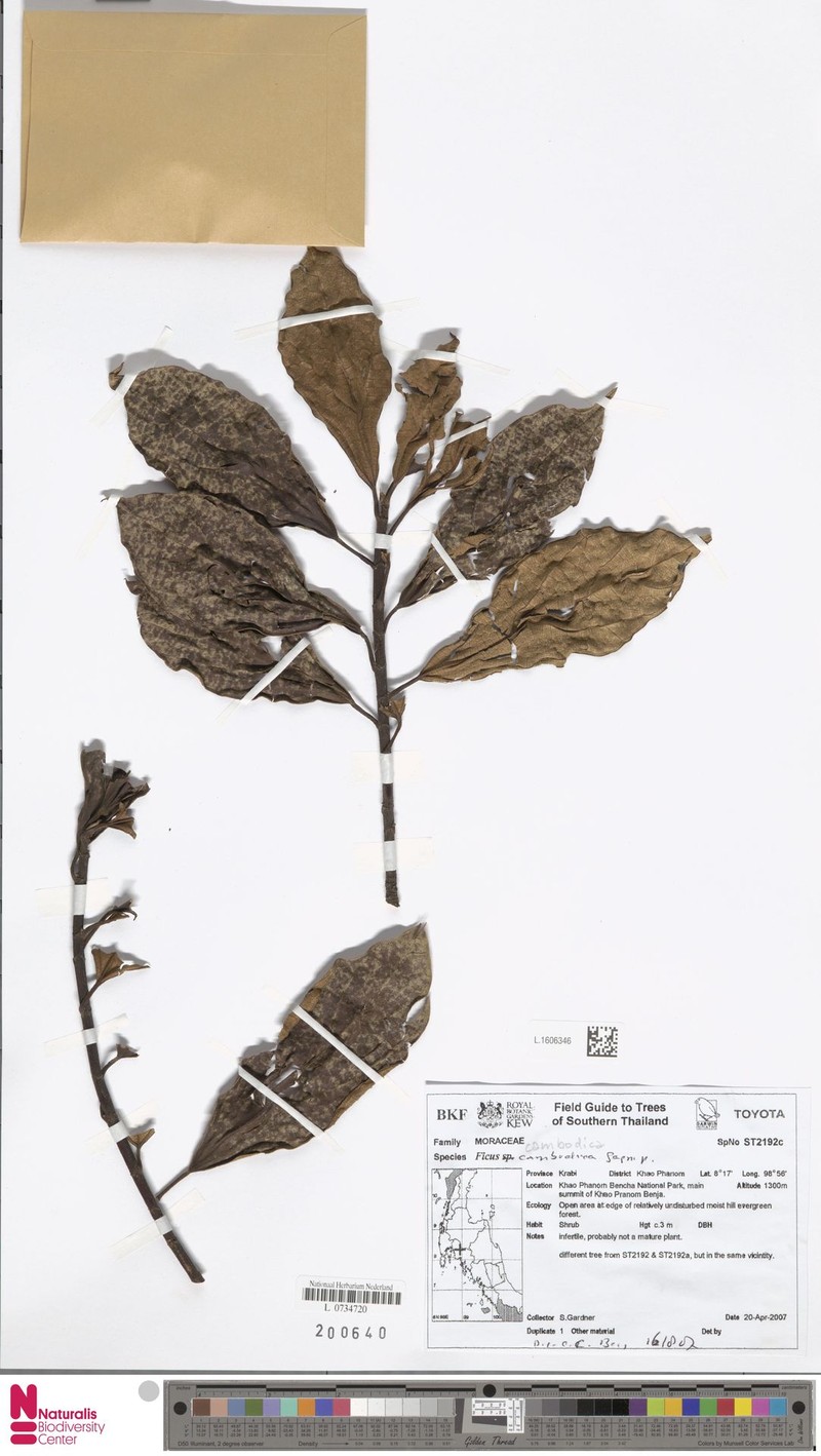 Ficus cambodica photo 2