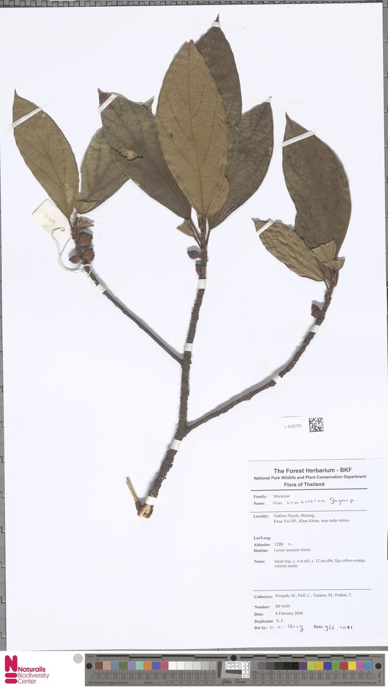 Ficus cambodica photo 5