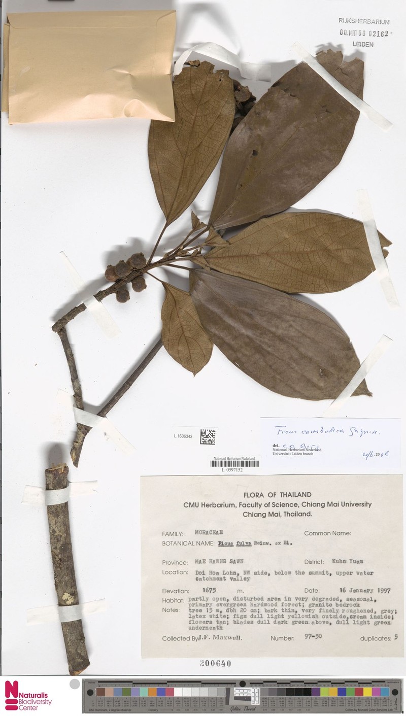 Ficus cambodica photo 6
