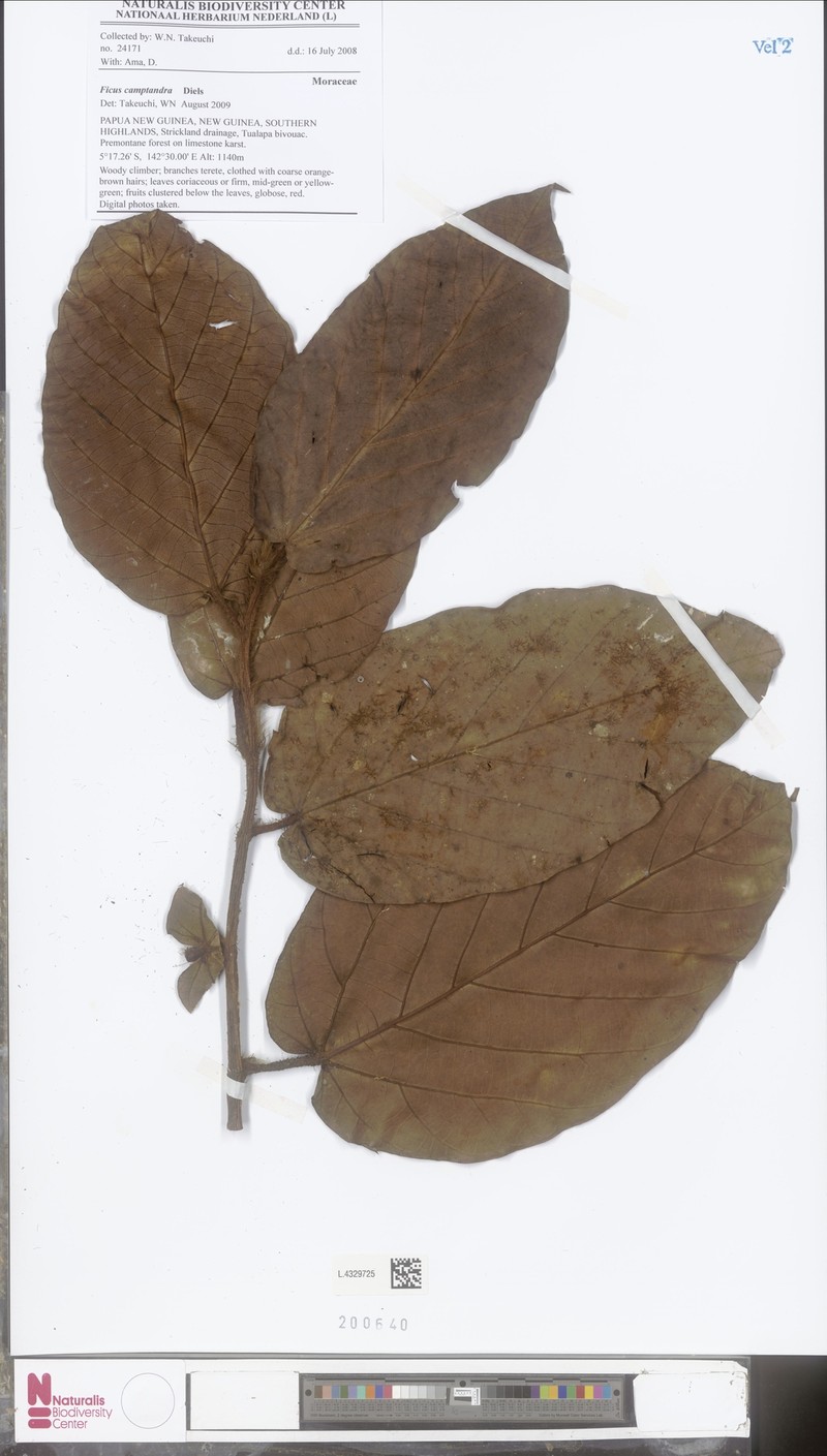 Ficus camptandra