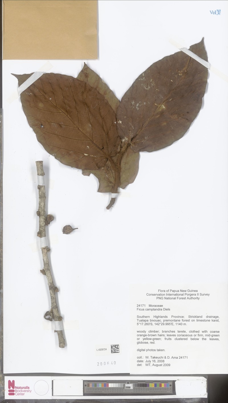 Ficus camptandra photo 2