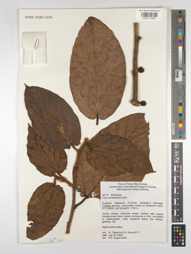 Ficus camptandra photo 3