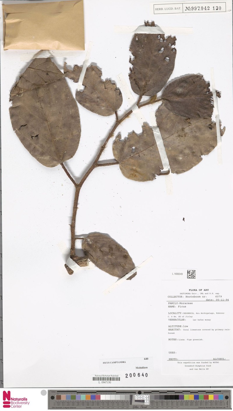 Ficus camptandra photo 5