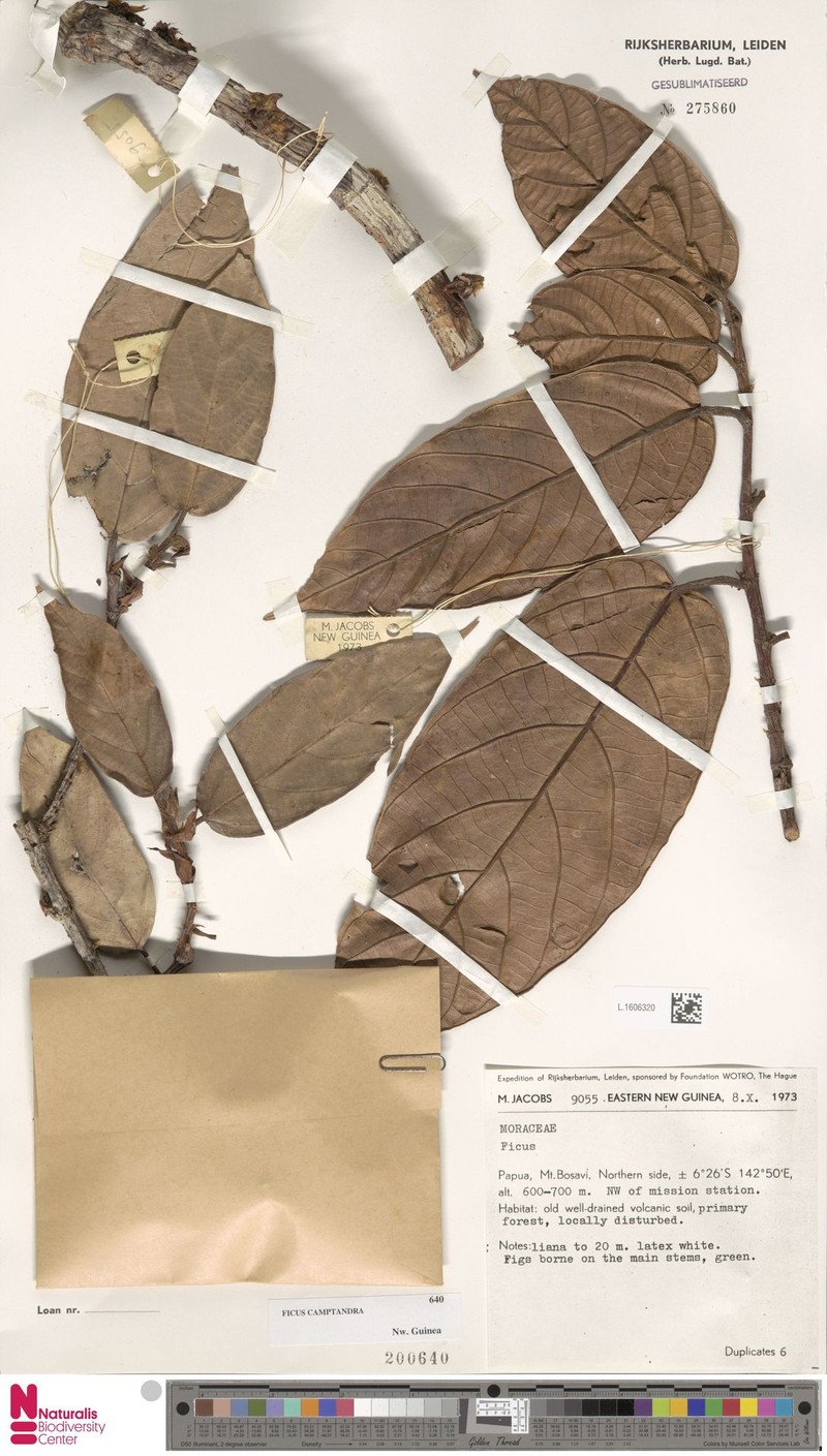 Ficus camptandra photo 6