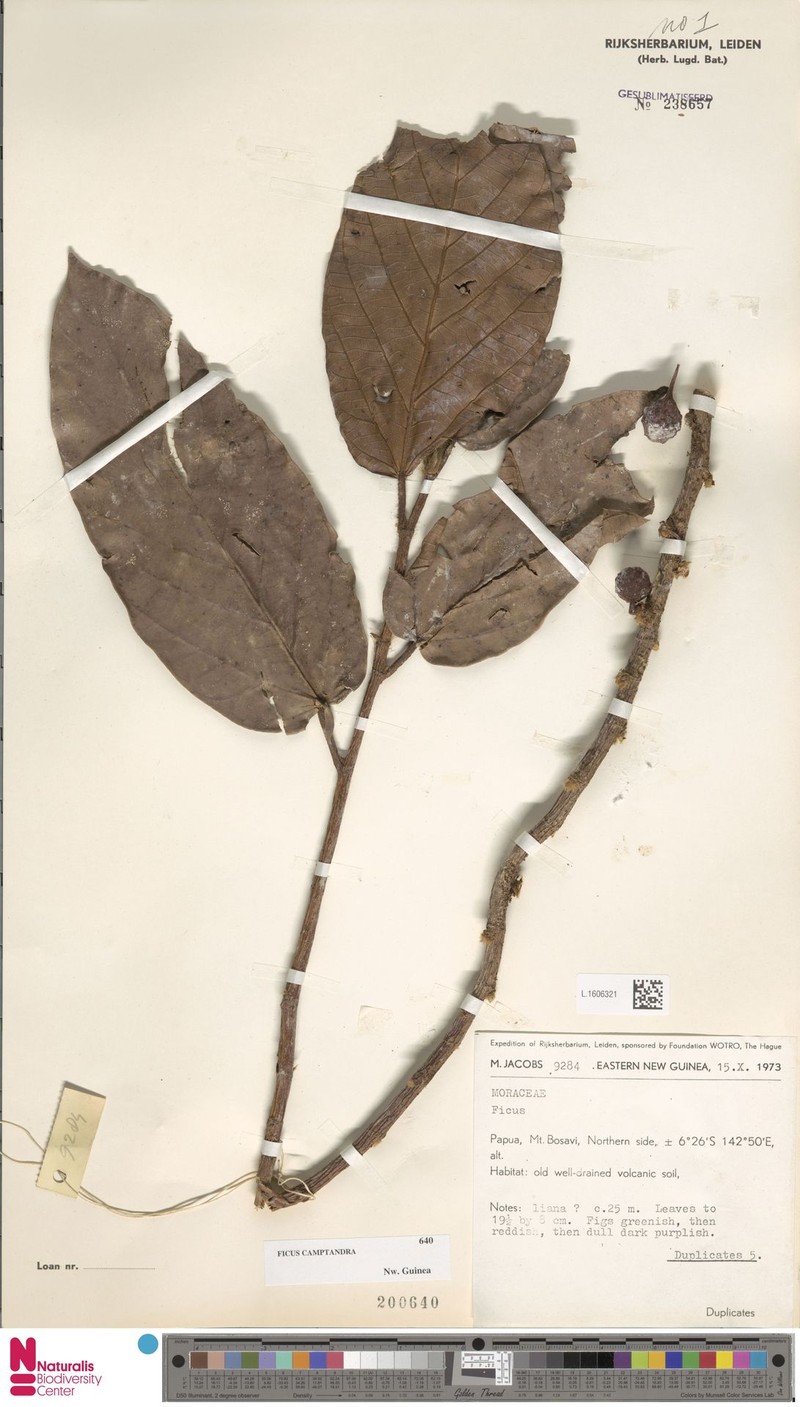 Ficus camptandra photo 7