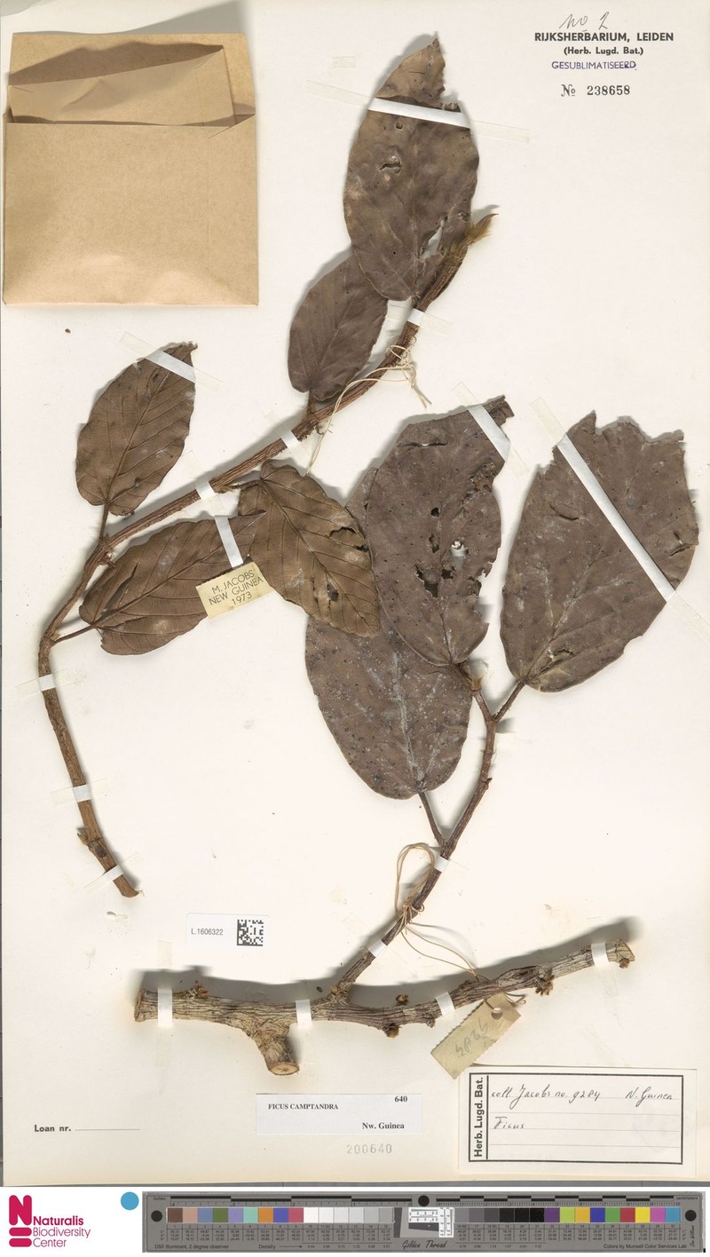 Ficus camptandra photo 8