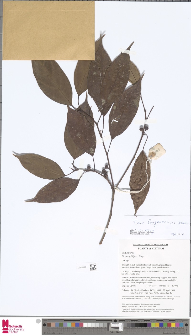 Ficus capillipes