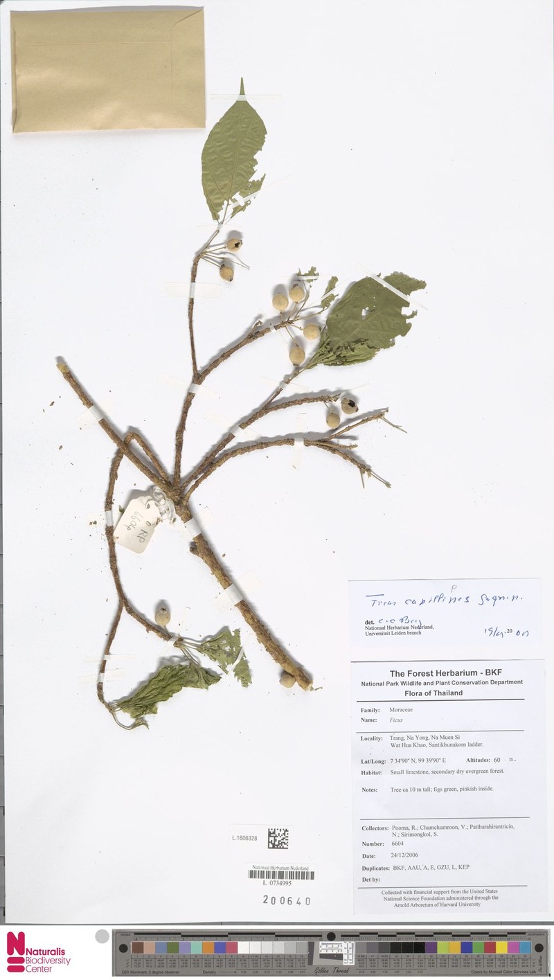 Ficus capillipes photo 2