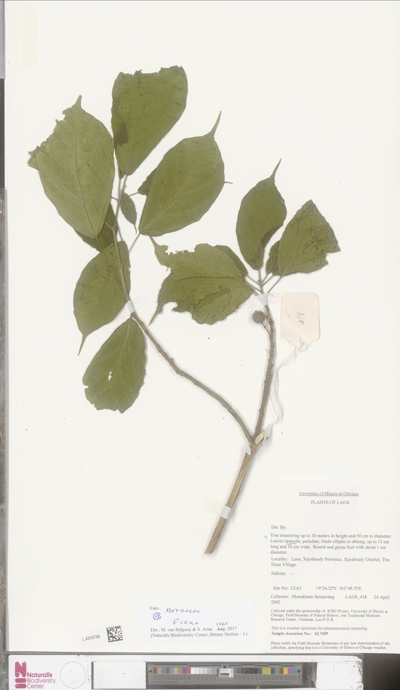 Ficus capillipes photo 3