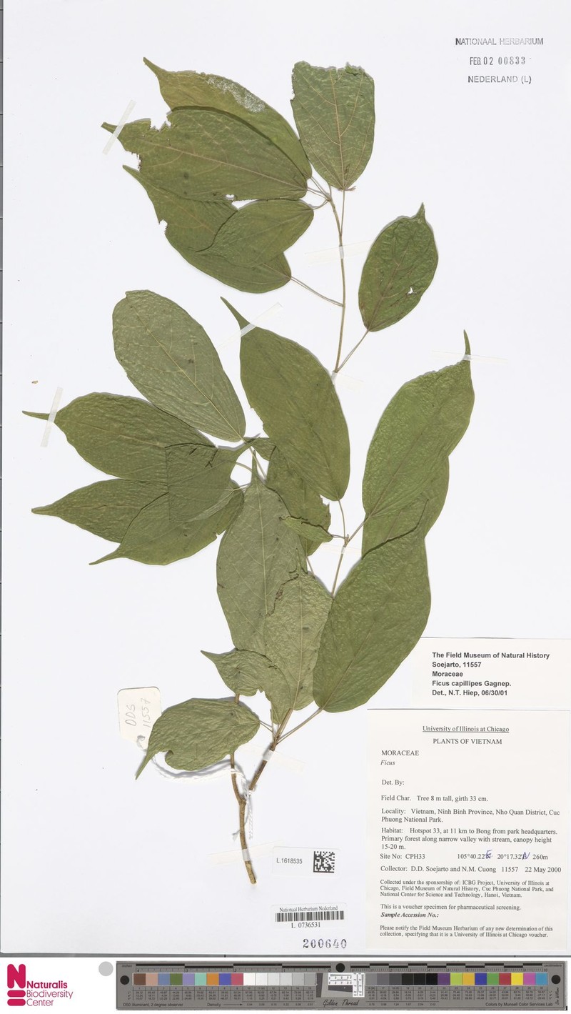 Ficus capillipes photo 4