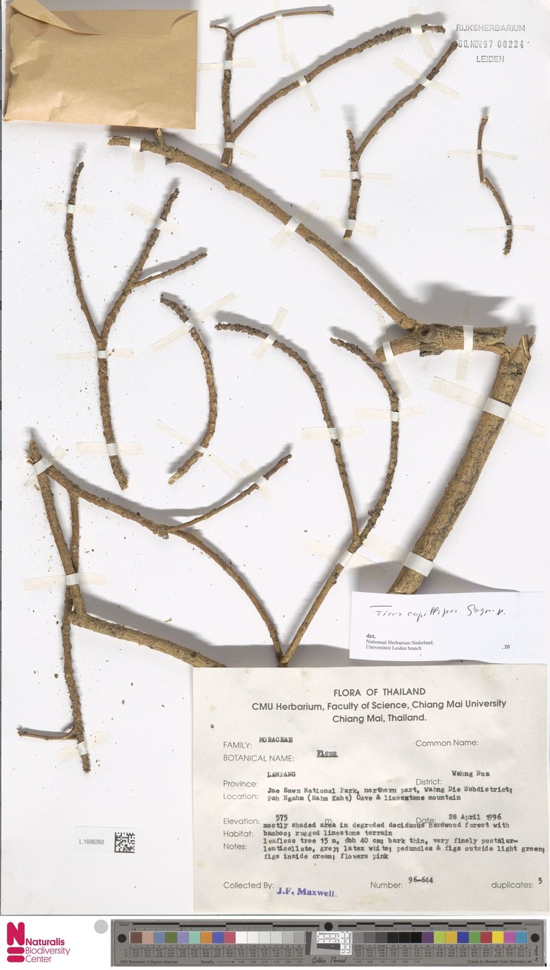 Ficus capillipes photo 5