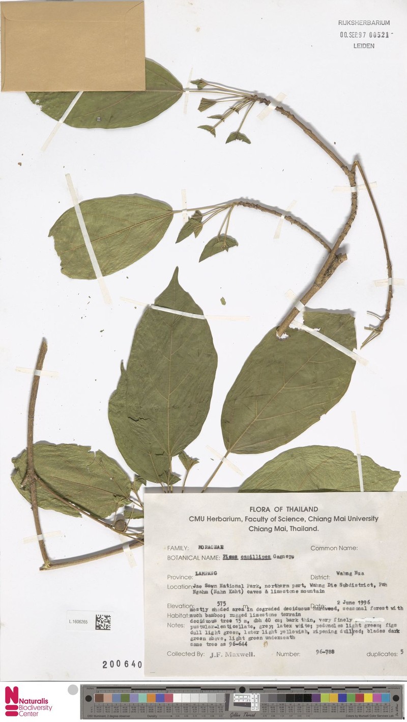 Ficus capillipes photo 6
