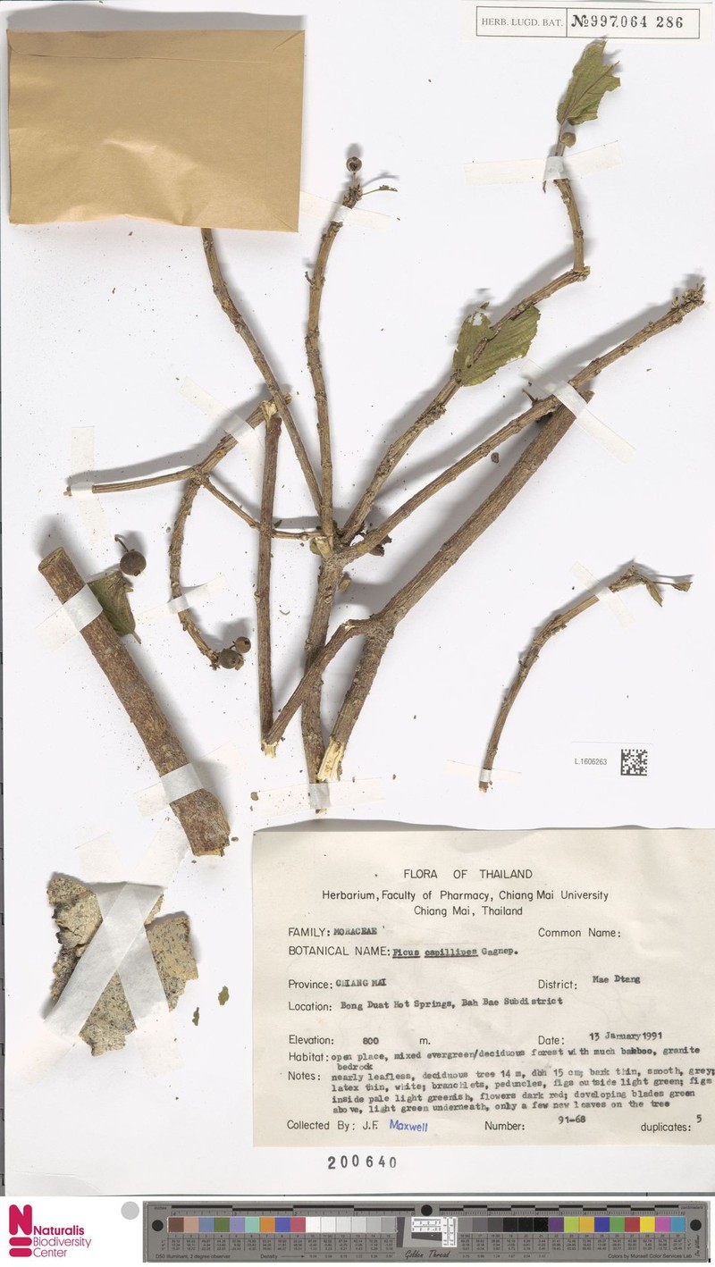 Ficus capillipes photo 7