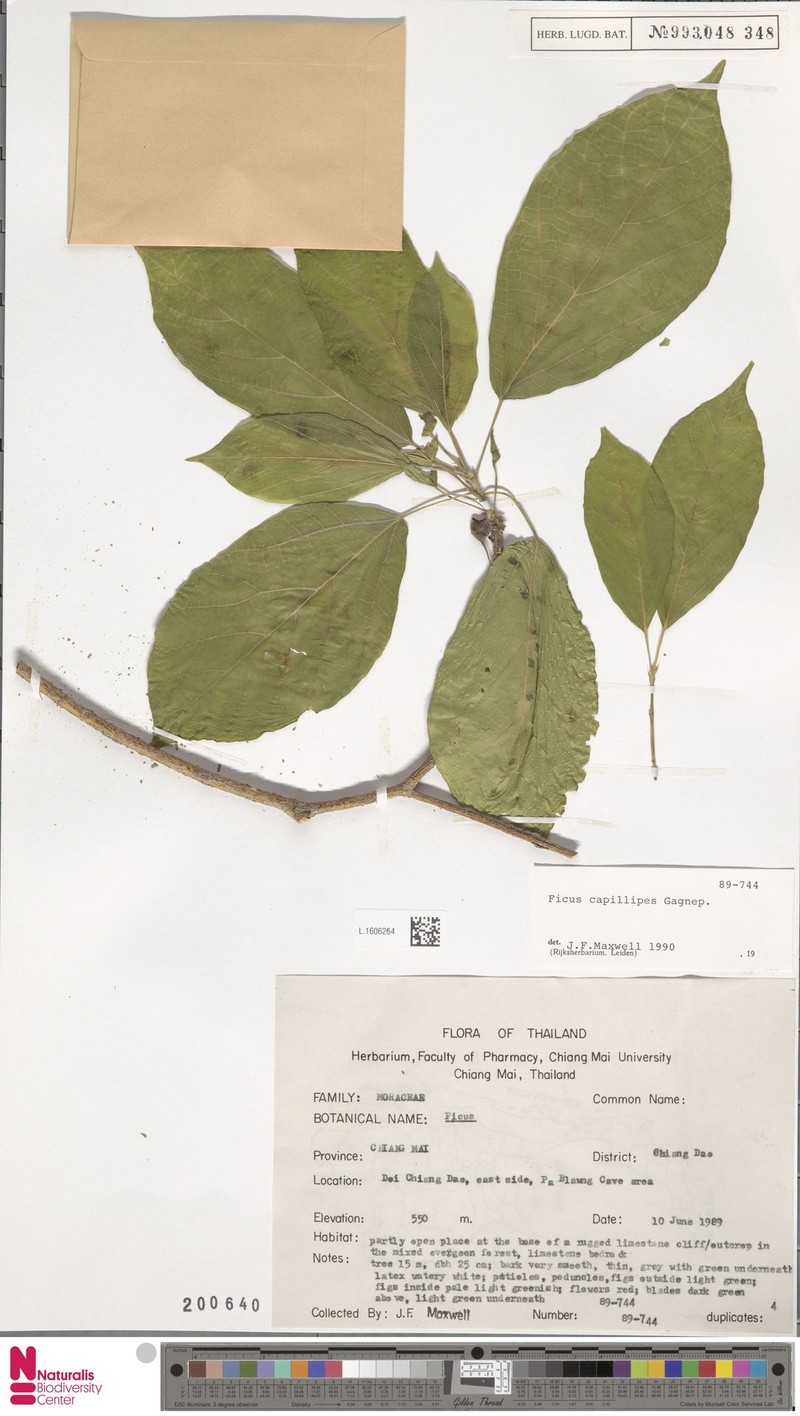 Ficus capillipes photo 8