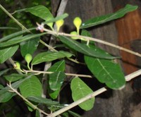 Ficus capreifolia