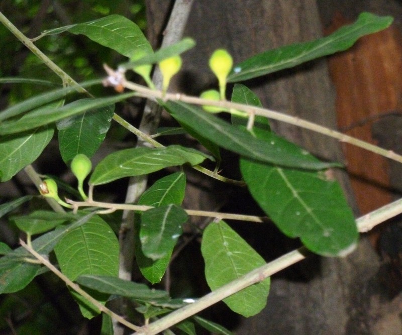 Ficus capreifolia