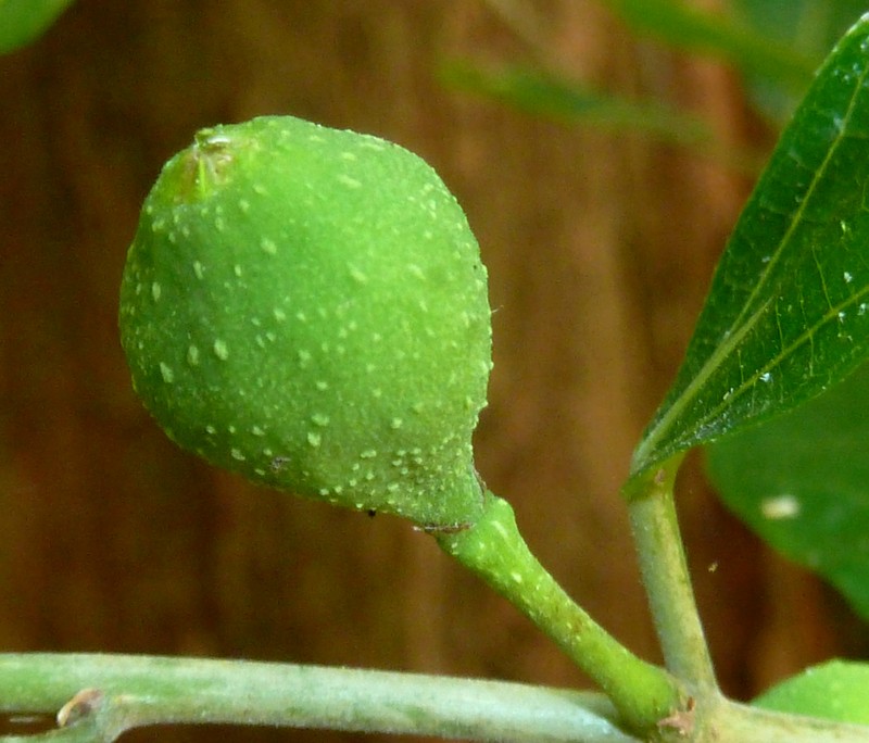 Ficus capreifolia photo 2
