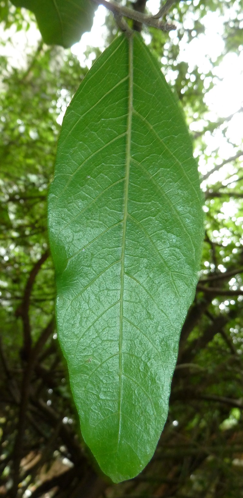 Ficus capreifolia photo 3