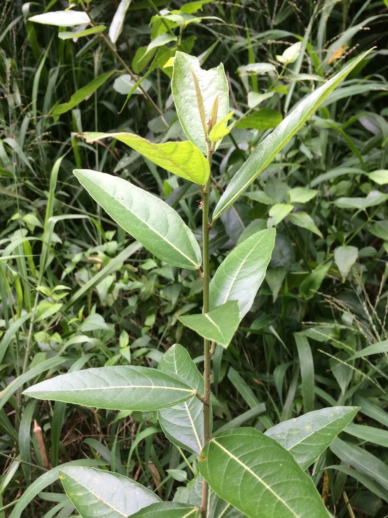 Ficus capreifolia photo 4