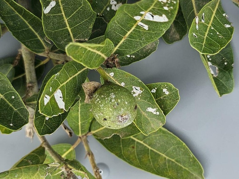Ficus capreifolia photo 7