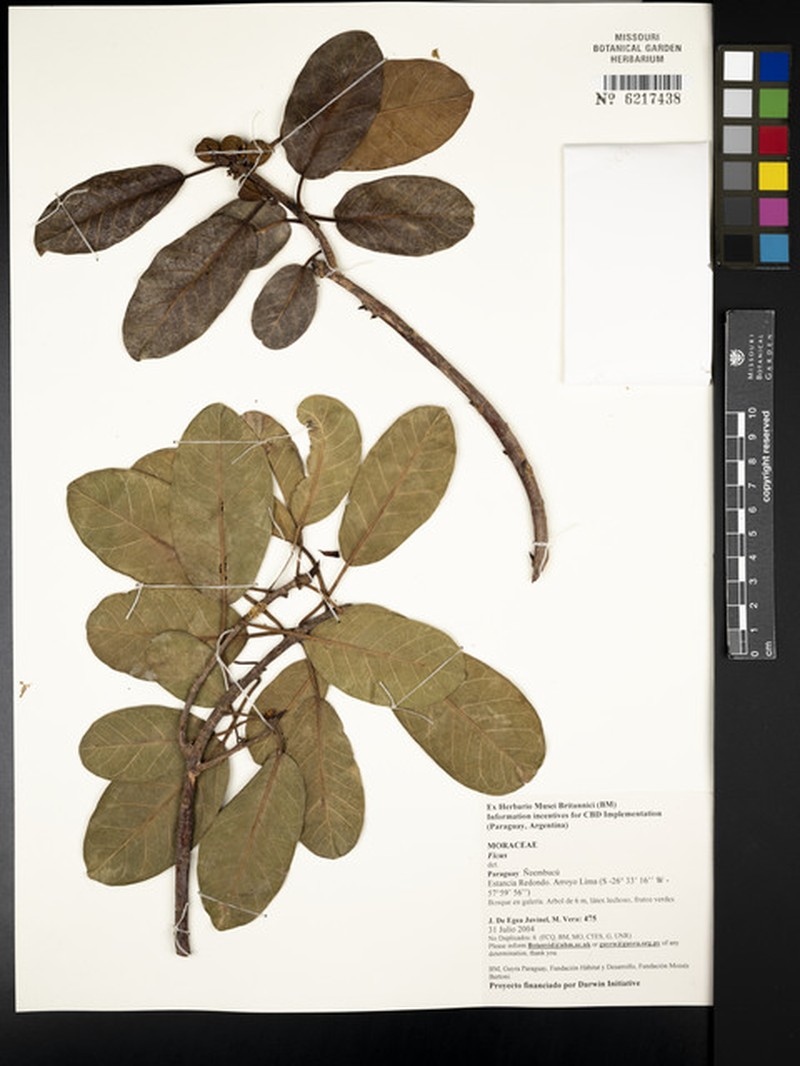 Ficus carautana