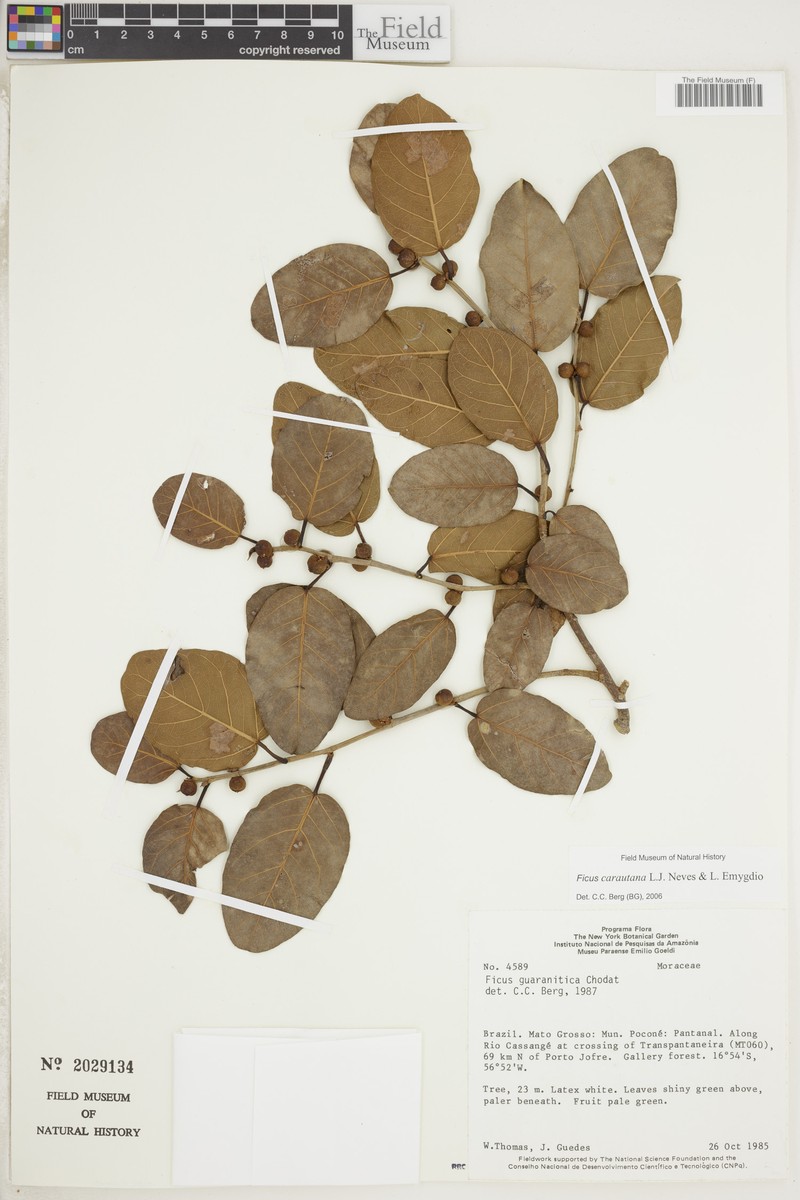 Ficus carautana photo 2