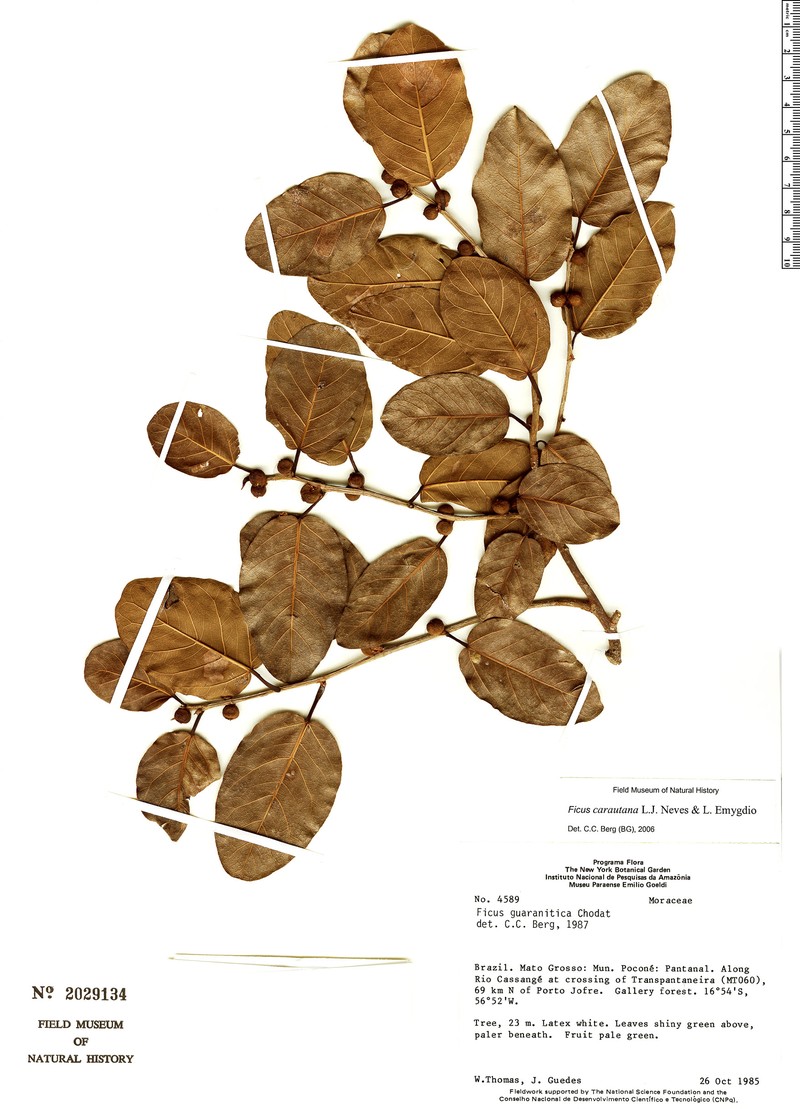 Ficus carautana photo 3