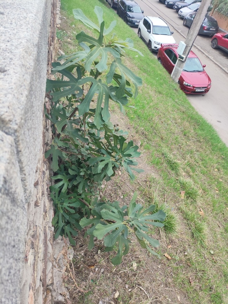 Edible Fig photo 3