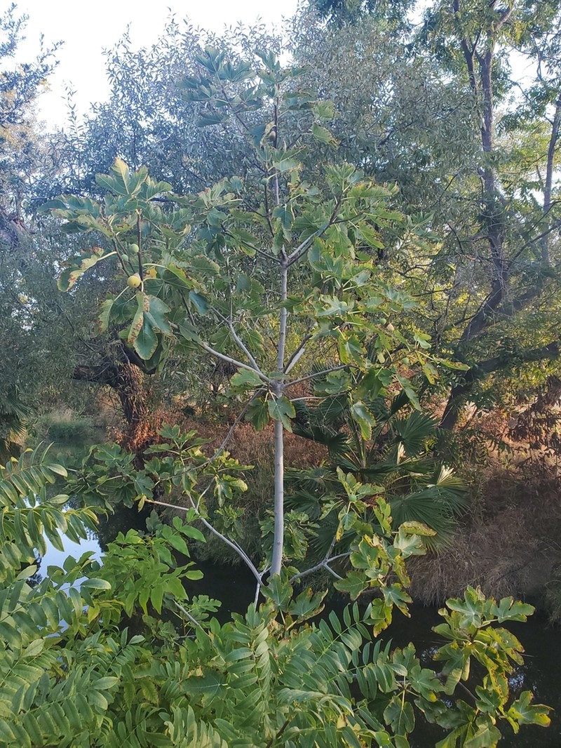Edible Fig photo 4