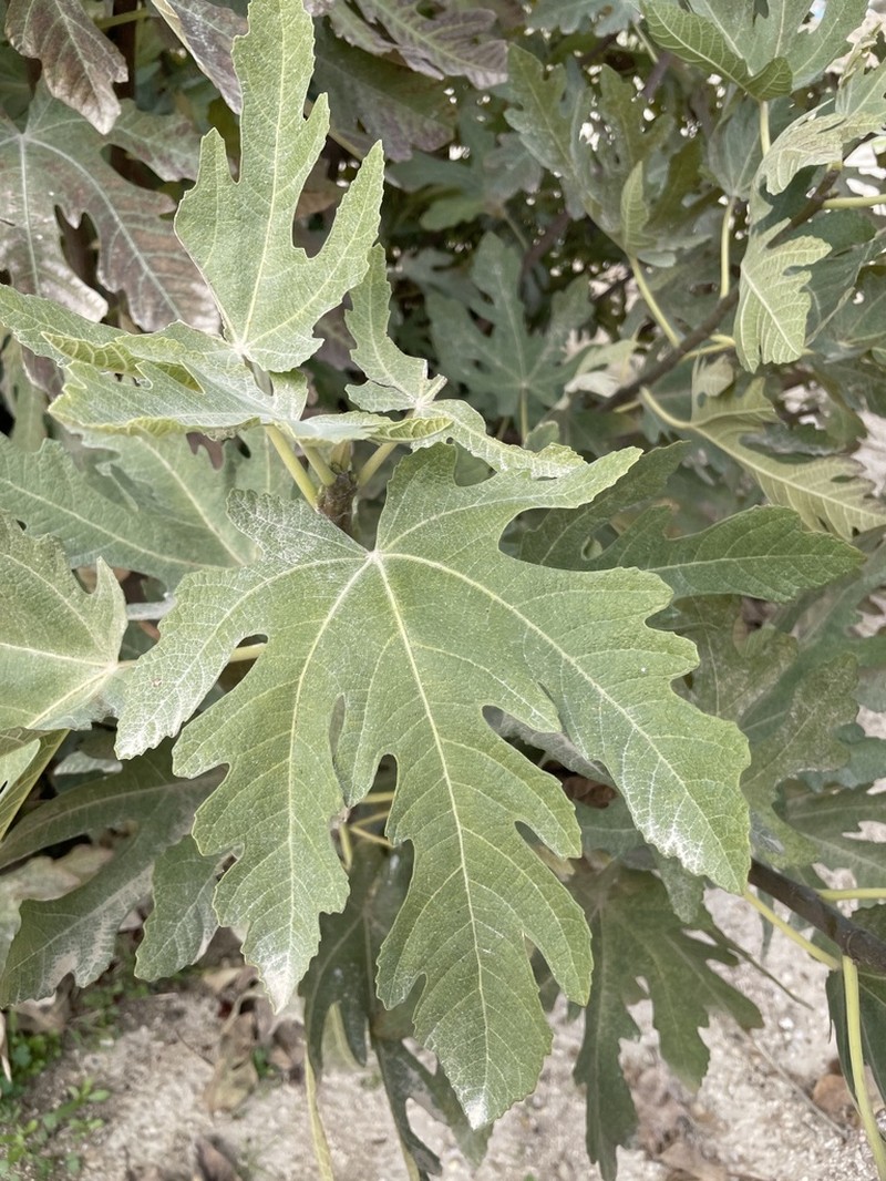 Edible Fig photo 5