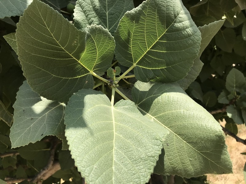 Edible Fig photo 7