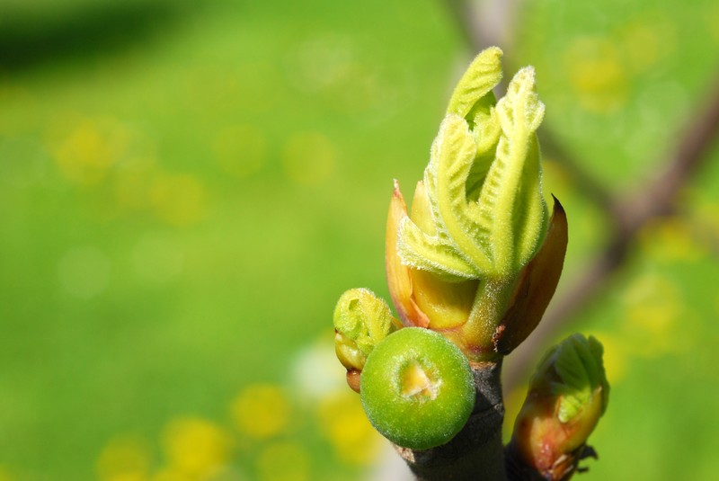 Edible Fig photo 2
