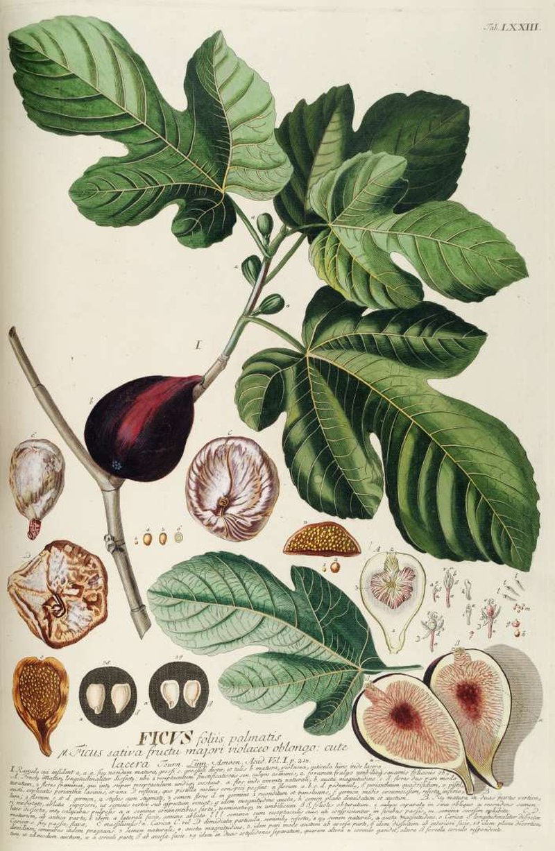 Edible Fig