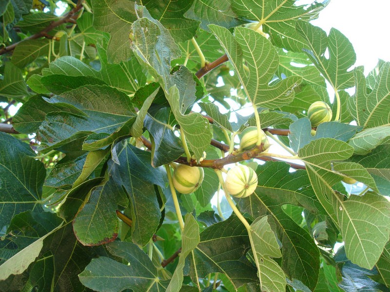 Edible Fig photo 4