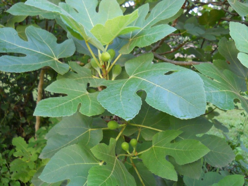 Edible Fig photo 7