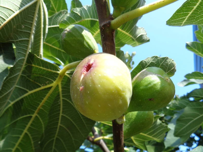 Edible Fig photo 8