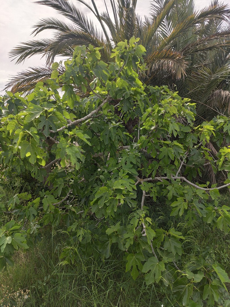 Ficus carica subsp. carica