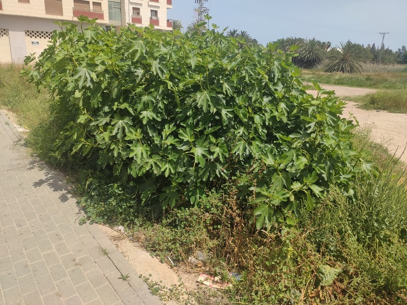 Ficus carica subsp. carica photo 2
