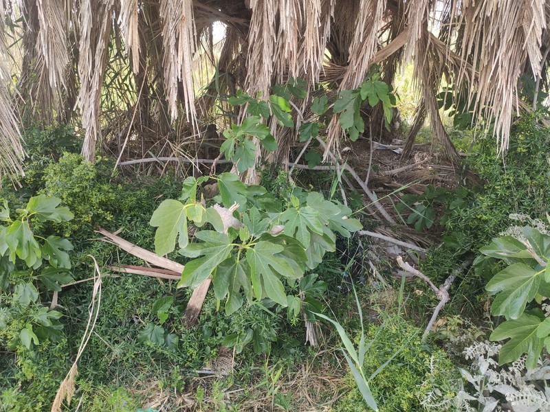 Ficus carica subsp. carica photo 3