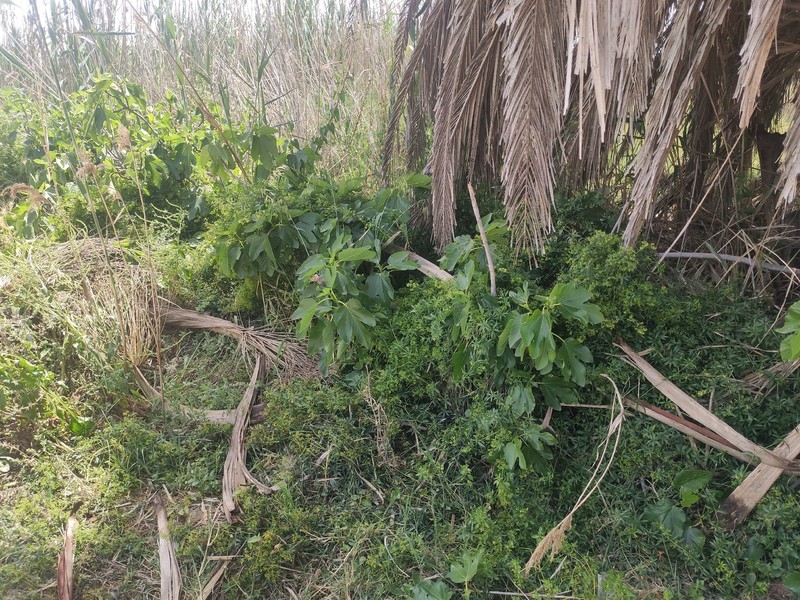 Ficus carica subsp. carica photo 4