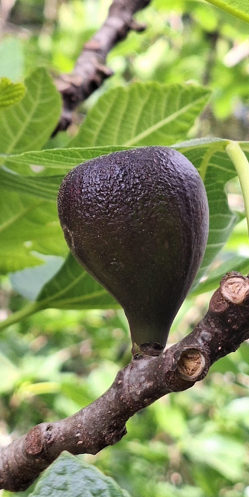 Ficus carica subsp. carica photo 5