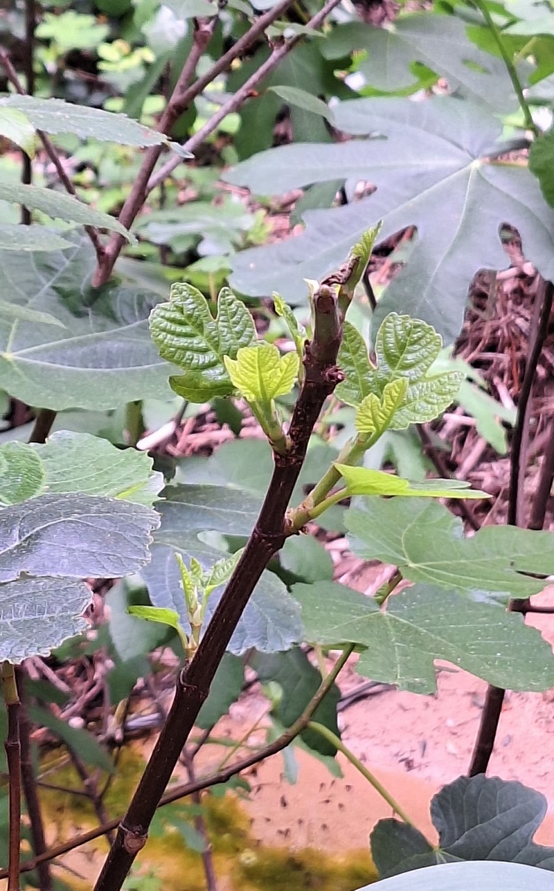 Ficus carica subsp. carica photo 6