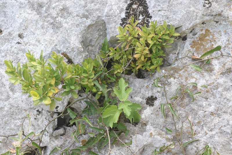 Ficus carica subsp. carica photo 7