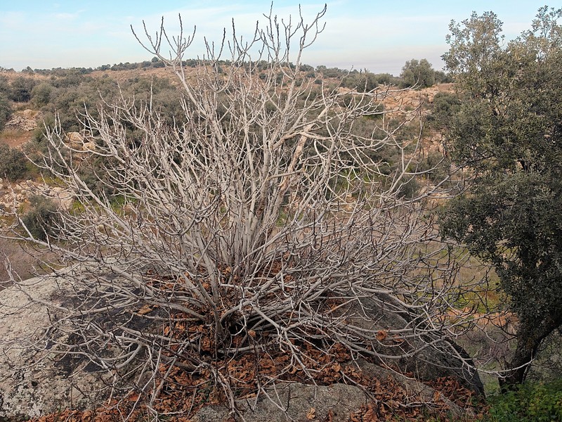 Ficus carica subsp. carica photo 8